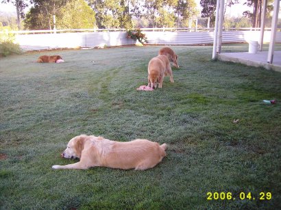 The dogs eating pigs heads small jpg