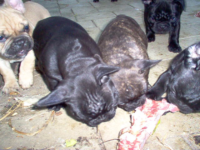 raw kangaroo tails for dogs